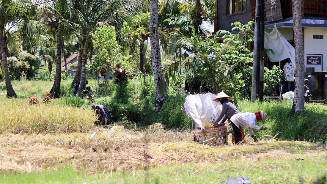 Ubud Unveiled: A Tapestry of Tranquility and Adventure
